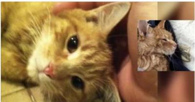 Man Brings Life Back To Ginger Cat Found Freezing In The Cold
