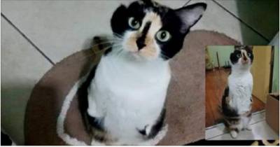 This Cat Born With Two Legs And One Ear Will Melt Your Heart!