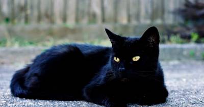Why Is A Black Cat Bad Luck?