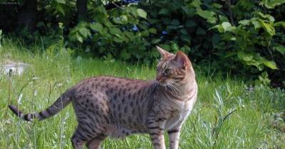 The Not-So Wild Ocicat