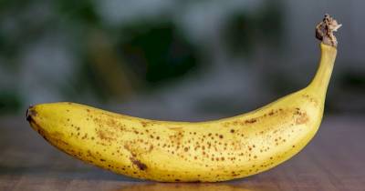 Bananas Are Being Used To Detect And CURE Cancer