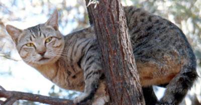 The Importance Of TNR For Feral Cats
