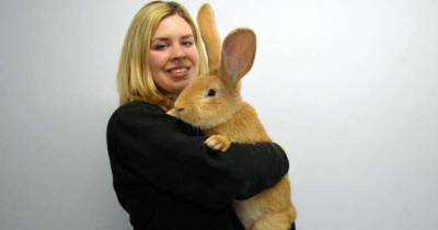 This Rabbit Is The Size Of A Dog And Is Looking For A New Home
