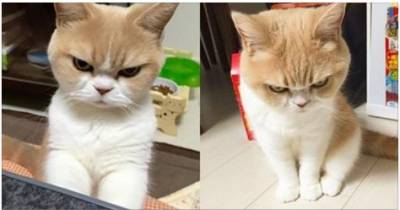 She&rsquo;s Not Mad. This Cat Just Has A Perpetual Disapproving Look On Her Face