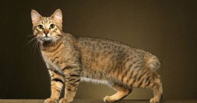 Cat Breeds With Wild Roots