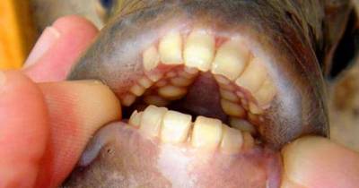 Bad News Lads, There&rsquo;s A Testicle-Eating Fish &lsquo;On Its Way To The UK&rsquo;