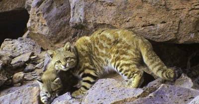 The Little Known South American Pampas Cat