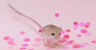 The Smallest And Cutest Rodent In The World