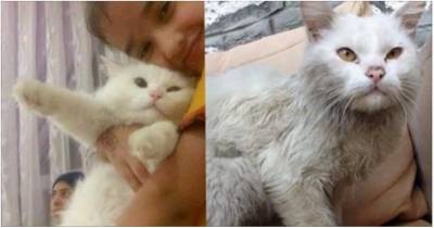 Refugee Cat Reunites With Family He Lost After 4 Months