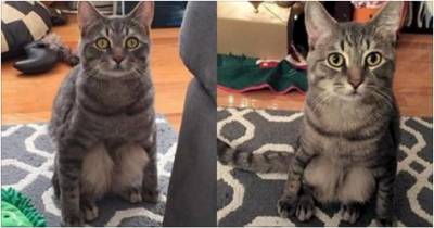Couple Adopted A Stray Cat And Discovered His Little Quirk When He Sits