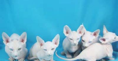 The Itty Bitty Kitty Committee