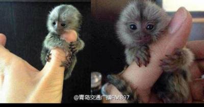 $4,500 Pet Thumb Monkeys Are All The Rage In China