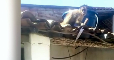 Drunk Monkey Grabs Kitchen Knife And Threatens Everyone In Bar