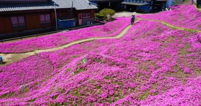 Devoted Husband Spends 2 Years Planting Thousands Of Flowers For His Blind Wife To Smell