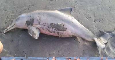 This Baby Dolphin Died Because People Were Passing It Around For Selfies