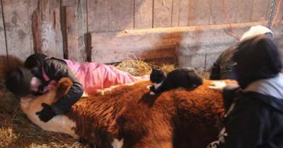 Loving Cat Comforts His Friend Until Her Last Breath