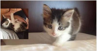 Kitten Came to a Man After Spending a Month Living on the Streets