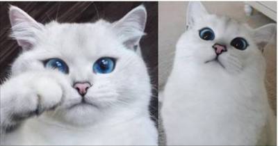 This Cat Has the Prettiest Eyes I&rsquo;ve Ever Seen!