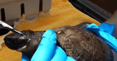 You Won't Believe How Much Pus Comes Out From This Tortoise's Neck