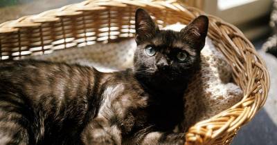 Common Disorders That Affect Senior Cats