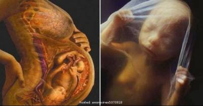 Doctors Reveal How To Get Pregnant With A Boy