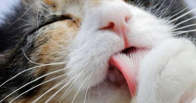 Excessive Grooming In Cats And What It Means
