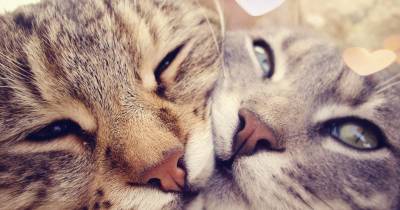 Heart (Aortic) Blood Clot In Cats