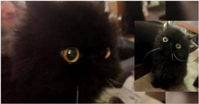 This 17-year-old Cat May Just Be Part Owl :)