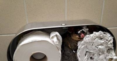 She Reaches For Some Toilet Paper, But What She Finds Made Her Heart Almost Stop
