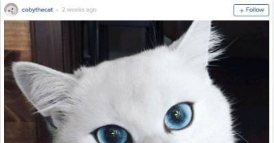 Forget Zoolander - Coby The Cat With His Beautiful Eyes Has Nailed Blue Steel