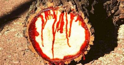 They Chopped Down This Tree, And Made A Horrifying Discovery