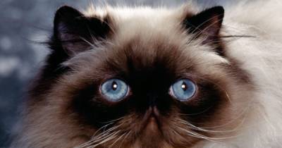 What Kind Of Medical Problems Can Himalayan Cats Have?