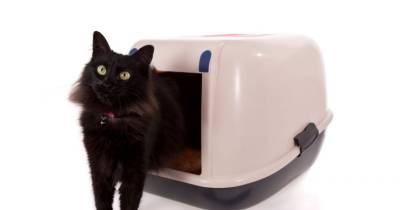 Feline Urinary Tract Disease: What You Should Know