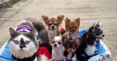 This Cat Leads A Pack Of Dogs And Provides Them Cuddles!