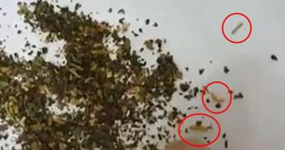 Are There Really Worms Inside Lipton Lemon Green Tea Teabags?