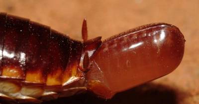 Cockroach Crawls Into Teen&rsquo;s Ear And Gives Birth To 25 Baby Bugs!