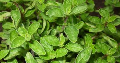 Nine Natural Health Products We Love