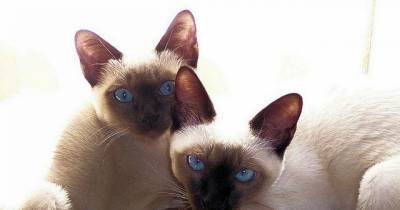 The Tonkinese Cat: Love Child Of The Siamese & Burmese