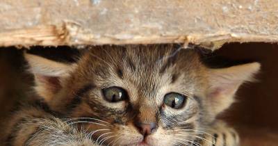 Astounding Facts About Cats