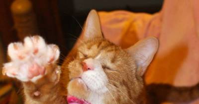 Cat Spent 2 Years Living On Streets Blind, Now Living Like A King!