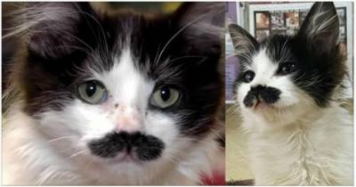 Kitten With Purrfect Stache Found Abandoned In Donation Drop-Box