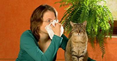 Your Pet May Mean The World To You But You Need To Know About Cat Allergies To Stay Healthy And Safe Too!!