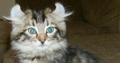 A New & Exciting Breed Of Cat - The Highlander