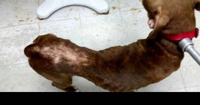&ldquo;If You Puke, You Puke,&rdquo; Said The Judge To This Animal Tormentor. Her Punishment Is Just Perfect.