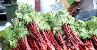 Fruits And Veggies You Should NEVER Give Your Dog
