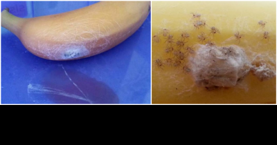 What This Woman Found In Her Banana Makes Me Never Want Bananas