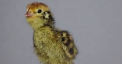 Quail Hatches From Supermarket Egg After Man Incubates Box - And The Chick Is So Cute