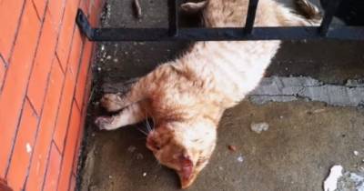 This Cat Was Found Frozen Solid Outside A Man's House. What Happens Next is Heartbreaking