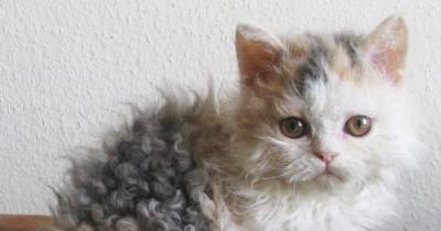 Reasons To Love The Cute & Curly Selkirk Rex