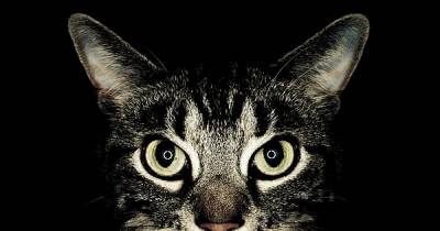 Feline Expressions That All Cat Lovers Know Well